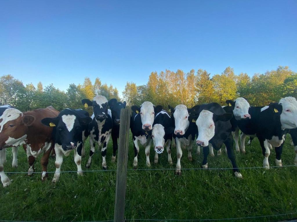 Mysig Stuga Naera Aestad Vingard & Spa エクステリア 写真